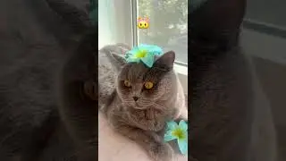 CAT+FLOWER=? #britishcat #cat #видосыоткота #кот #прикольныекоты #котики #britishshorthaircat
