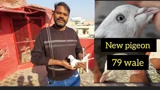 New pigeon 79 wale // new kabootar 79 wale