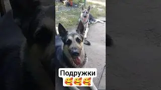 Подружки мои 🥰🥰🥰 #вео #восточноевропейскаяовчарка #goldaward #mercedes #подружки #собака #этожизнь