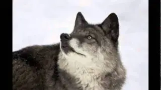 Coyote and the Origin of Death