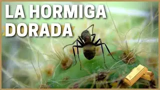 Camponotus Mus, mis hormigas DORADAS