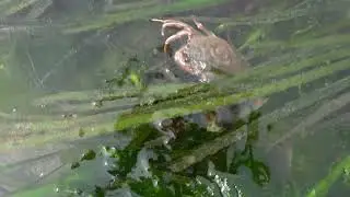 Conoce la hierba marina con los Naturalistas de playa de Seattle Aquarium
