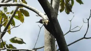 Yellow-bellied Sapsucker, Sphyrapicus varius, female, Jardin botanico, Havana, Cuba, 1 Mar 2017