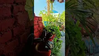 Low Light Plants For Your Room #shorts