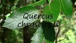 How to Pronounce Quercus chrysolepis?
