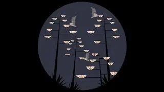 AUDIO WILD: Hike with an Endangered Mexican Long Nosed Bat (Leptonycteris nivalis) Expert