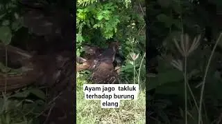 abang jago lari terbirit birit
