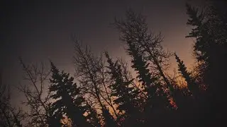 Where The Old Trees Sleep