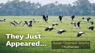 Asian Openbill Storks Take Over Kuttanad 🕊️ | Nature ASMR
