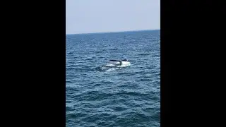 9 Days in New England: Day 4 Whale Watching in Cape Cod