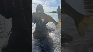 backwater snook on the stradic🎣#shortvideo #florida #shortsfeed #shorts #fishing #backwater
