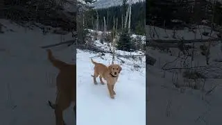 ASMR - Snowy Walk with Dogs