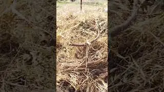 MORE ITEMS THAT CAN BE USED IN COMPOST OR HUGELKULTUR BEDS
