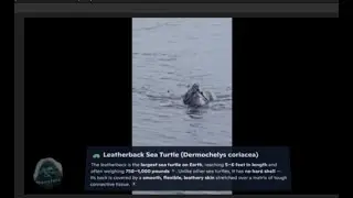 🐢 Giant Monster Leatherback Sea Turtle 🐢