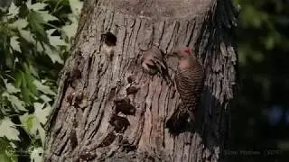Northern Flicker Feed Juvenile birds with Calls