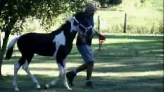 Frasier Black Tobiano TWH stud colt *SOLD* C 'Em Walkin Ranch