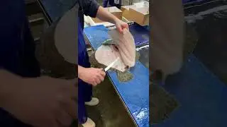 Turbot ! The finest  tasting fish in the sea . #shorts #fishmonger #fishing