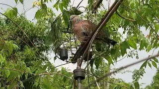 Birds Trapping, How to trap birds by birds, Birds Hunting in Cambodia.