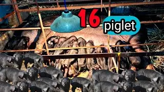 Sow giving birth || 16 piglet northeast pig farm || tripura (Ep-83)#pig #pigfeed #farm 