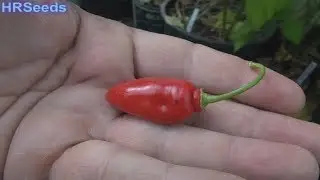 ⟹ Aji Largo Rocoto Pepper BLACK SEEDS! | Capsicum pubescens | Pod Review 2019