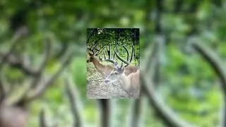17 Adams Co Ohio Hunting Recreation Acres For Sale ( Giant Whitetails )