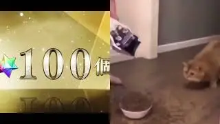 1k free quartz live cat reaction
