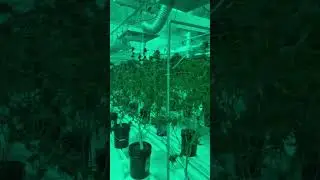 Athena blended vs pro nutrients