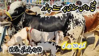 Mandi min itny Sasty janwer😱🐂||to day mandi ||#petsvlog #simplelifevlogz