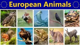 Animals Living in Europe | European Nature Adventures | European Wildlife
