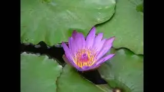 The Getty Villa in Malibu, California USA
