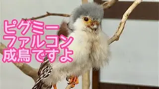ピグミーファルコン　ヒナのように見えてこれで成鳥なんです【掛川花鳥園】Pygmy falcon Kakegawa Garden 