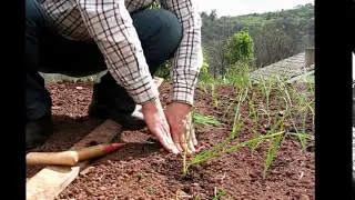 Cultivo de cebollas @naturnatur  en el huerto