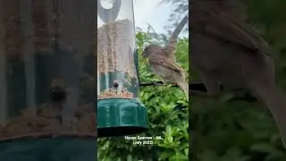 House Sparrow feeding in UK garden. #shorts #birds