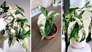 Sing&ocirc;nio Variegata: Planta de Interior Clara e Decorativa para Casa