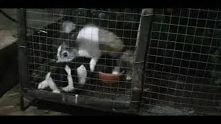 RABBIT BREEDING
