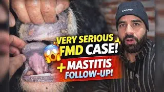 Subah FMD Case | Mastitis Miracle 🐄 | Goat Ko Bachaya 🐐 | Mic Gum 😱 | Vet Life Vlog
