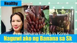 Banana from Philippines to South Korea by Pinay In Sk Lee,바나나 나무 소개하기
