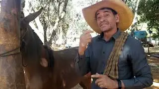 CAVALO QUE  SACODE (BALANÇA) DEMAIS A CABEÇA. VEJA O MOTIVO QUE PODE CAUSAR ISSO