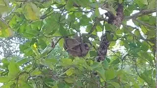 Sleeping Sloth