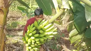 harvest of large bananas in the new ume garden