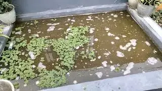 Menanam Azolla di Kolam Beton || Budidaya Azolla Di Lahan Sempit