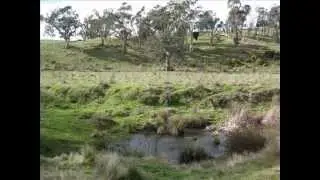THE AUSTRALIAN BUSHLAND AND FORESTS