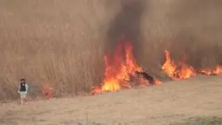 2017年の渡良瀬遊水地のヨシ焼き（野焼き）： Wetland burning in Japan @ Watarase-Yusuichi Tochigi Prefecture