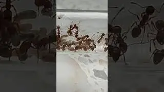 Myrmica sp
