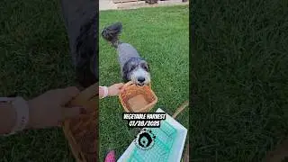 Blackberry harvest, tomatoes, peppers, cucumbers #dogvideos #asmr #dogtraining #gardening #cutedog
