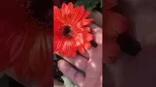 beautiful gerbera flower 🌺 #plants #gardening #plantcare #plantlover #youtubeshorts