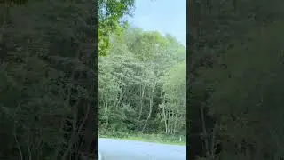 Deep Green Meditation | Deep Forest Drive | Shiga Highlands 4K #iphone