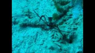 2DIVE4 SCUBA trip Red Sea Egypt 2012- 