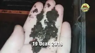 Solucanlarımız 2 ayda ne hale geldi? Neler yaptık? 19 Ocak 2019