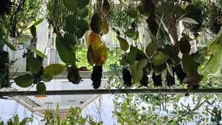Live Sale and Share akhir tahun MY Orchids Banyuwangi